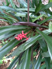 Aechmea miniata