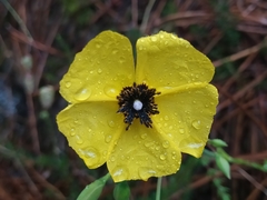 Tuberaria globulariifolia
