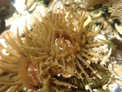 Isactinia olivacea