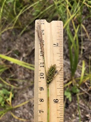 Carex vestita