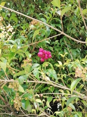 Syzygium paniculatum
