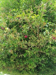 Syzygium paniculatum