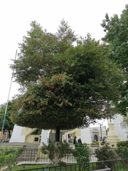 Syzygium paniculatum