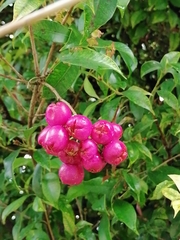 Syzygium paniculatum