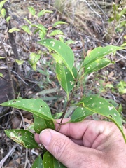 Jasminum simplicifolium