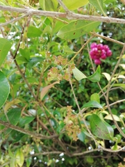 Syzygium paniculatum