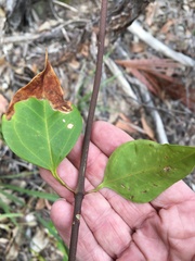 Jasminum simplicifolium