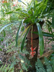 Aechmea weilbachii