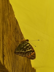 Argynnis kamala
