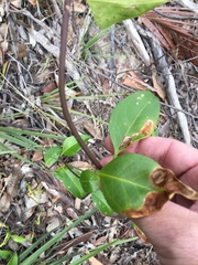 Jasminum simplicifolium