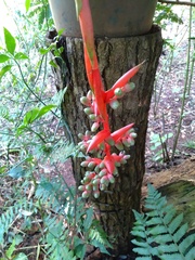 Aechmea weilbachii