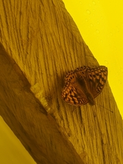 Argynnis kamala