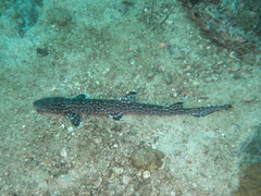 Atelomycterus marmoratus