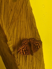 Argynnis kamala