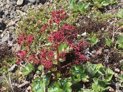 Micranthes purpurascens