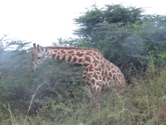 Giraffa camelopardalis tippelskirchi