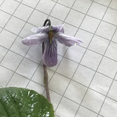 Viola epipsila
