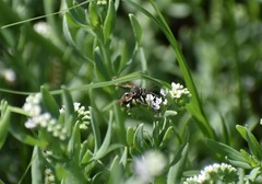 Triepeolus mexicanus