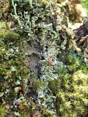 Cladonia botrytes