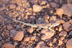 Tympanocryptis centralis