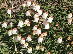 Cassiope lycopodioides