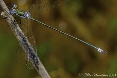 Lestes vigilax