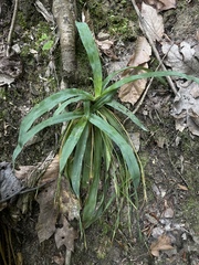 Carex laxiculmis