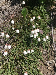 Cassiope lycopodioides
