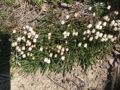 Cassiope lycopodioides