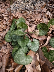 Hexastylis virginica
