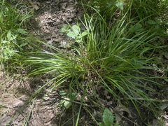 Carex debilis rudgei