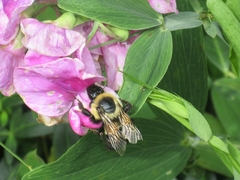 Bombus rufocinctus