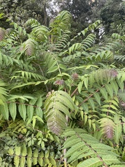 Ailanthus altissima