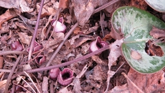 Hexastylis virginica