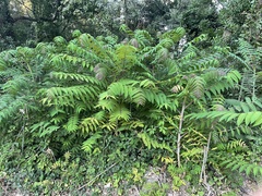 Ailanthus altissima