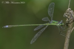 Lestes inaequalis
