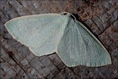 Poecilasthena urarcha