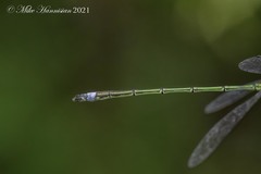 Lestes inaequalis