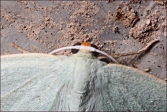 Poecilasthena urarcha