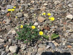 Potentilla vulcanicola