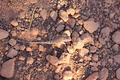 Tympanocryptis centralis