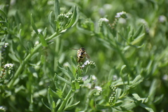 Bicyrtes capnopterus