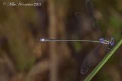 Lestes vigilax