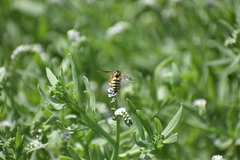 Bicyrtes capnopterus