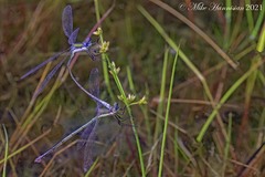 Lestes vigilax