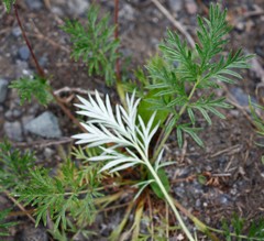 Potentilla bimundorum