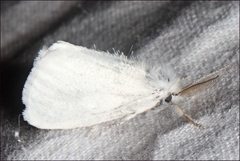 Euproctis melanosoma