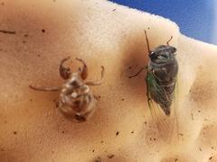 Neotibicen lyricen