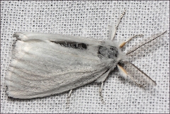 Euproctis melanosoma