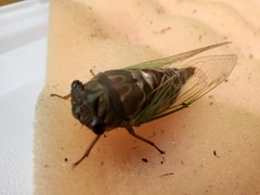 Neotibicen lyricen